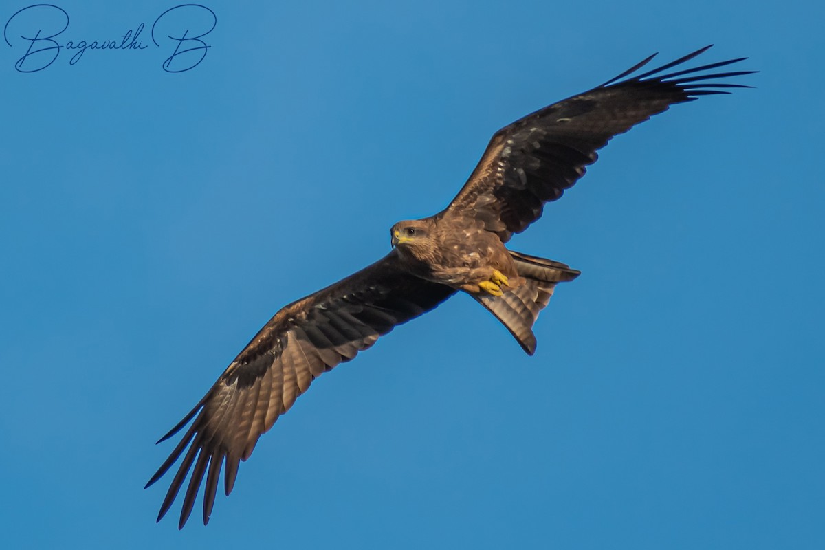 Black Kite - ML646828080