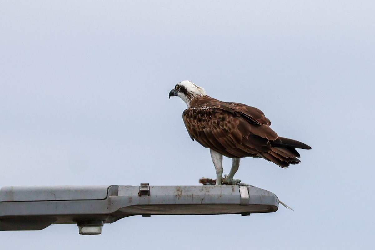 fiskeørn - ML646828081