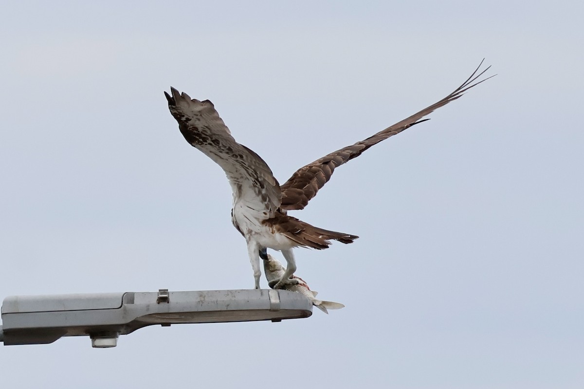 fiskeørn - ML646828082