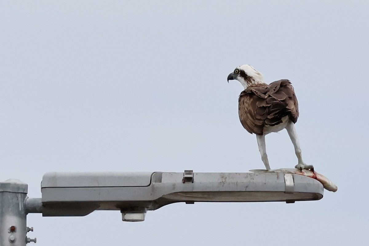 fiskeørn - ML646828083