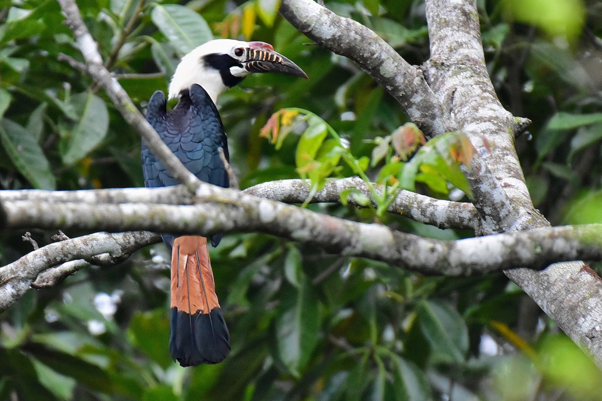 Visayan Hornbill - ML646828085