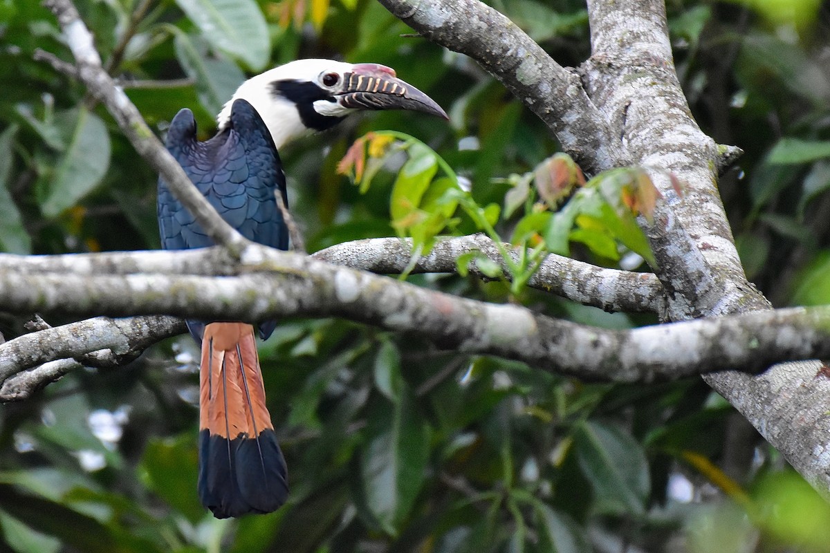 Visayan Hornbill - ML646828086