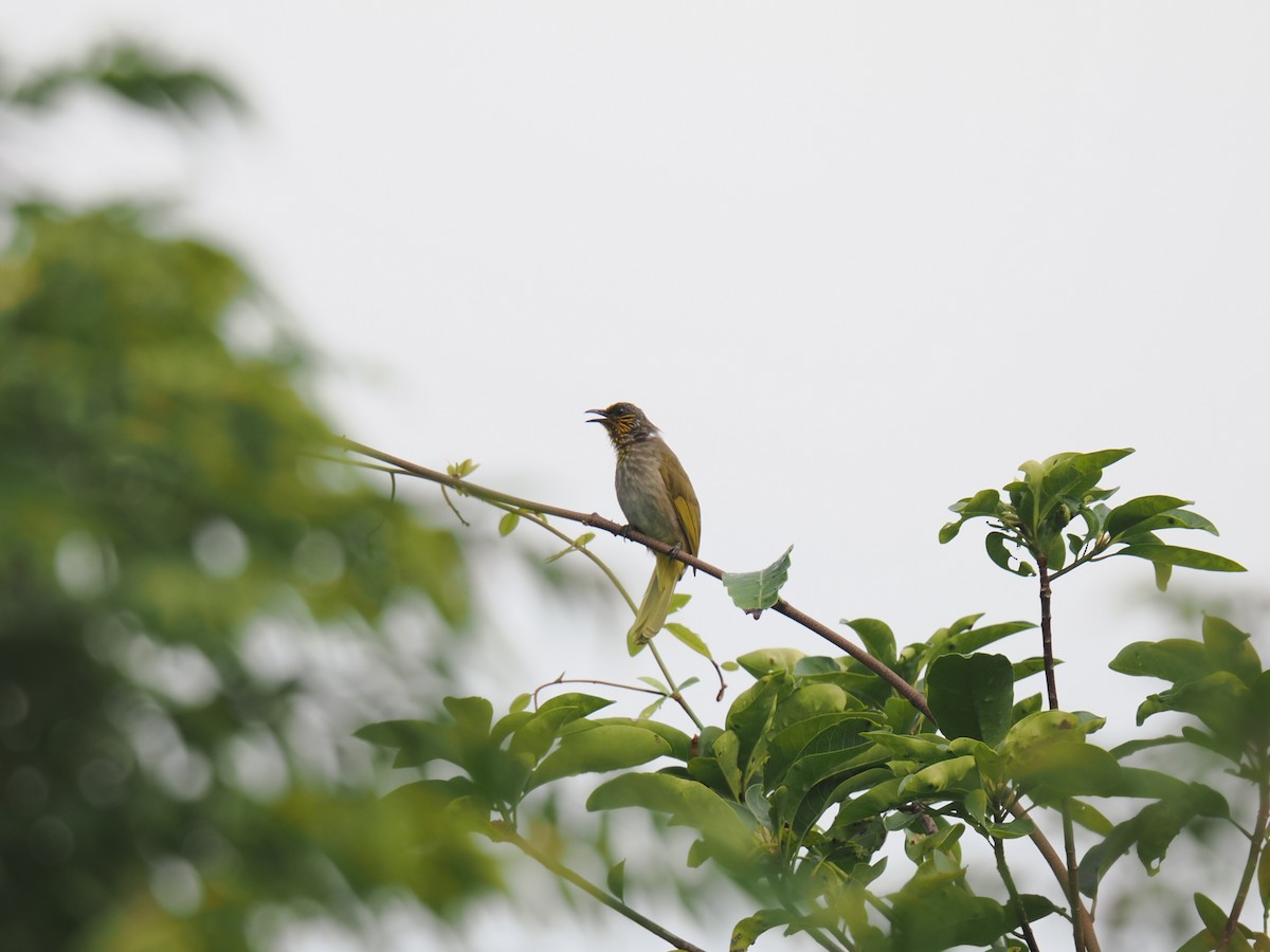 Stripe-throated Bulbul - ML646828089
