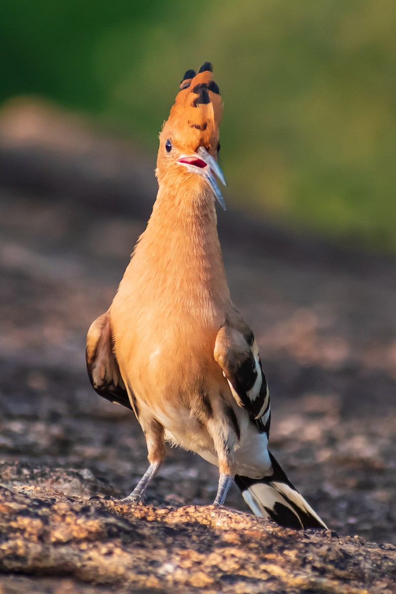 Common Hoopoe - ML646828091