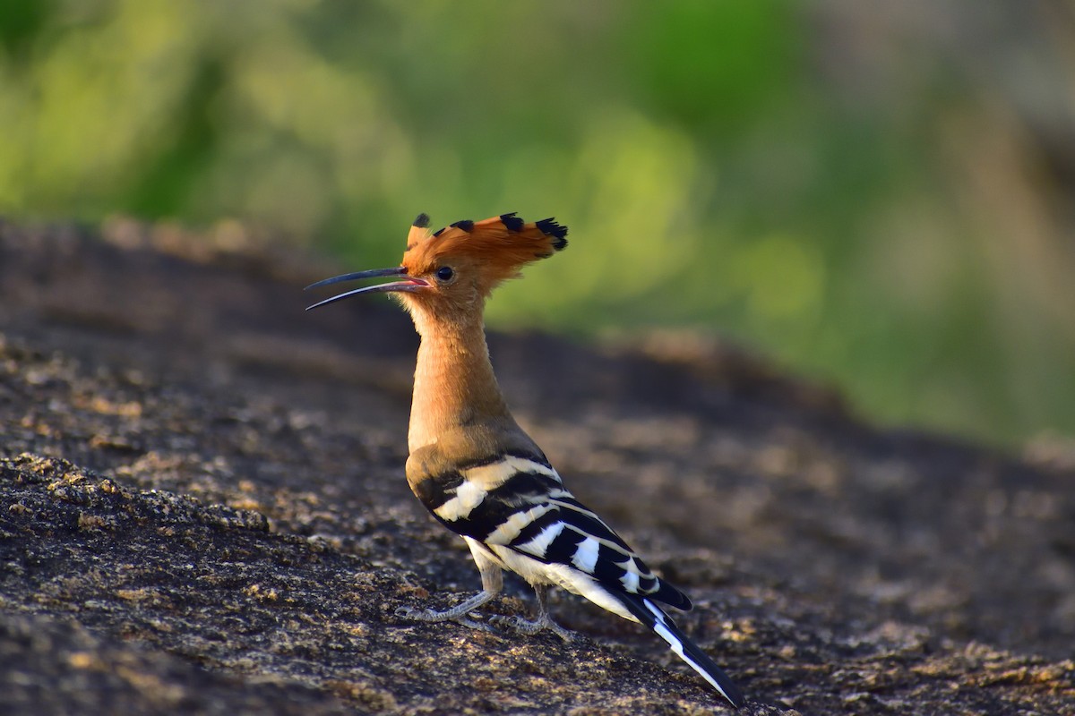 Common Hoopoe - ML646828092