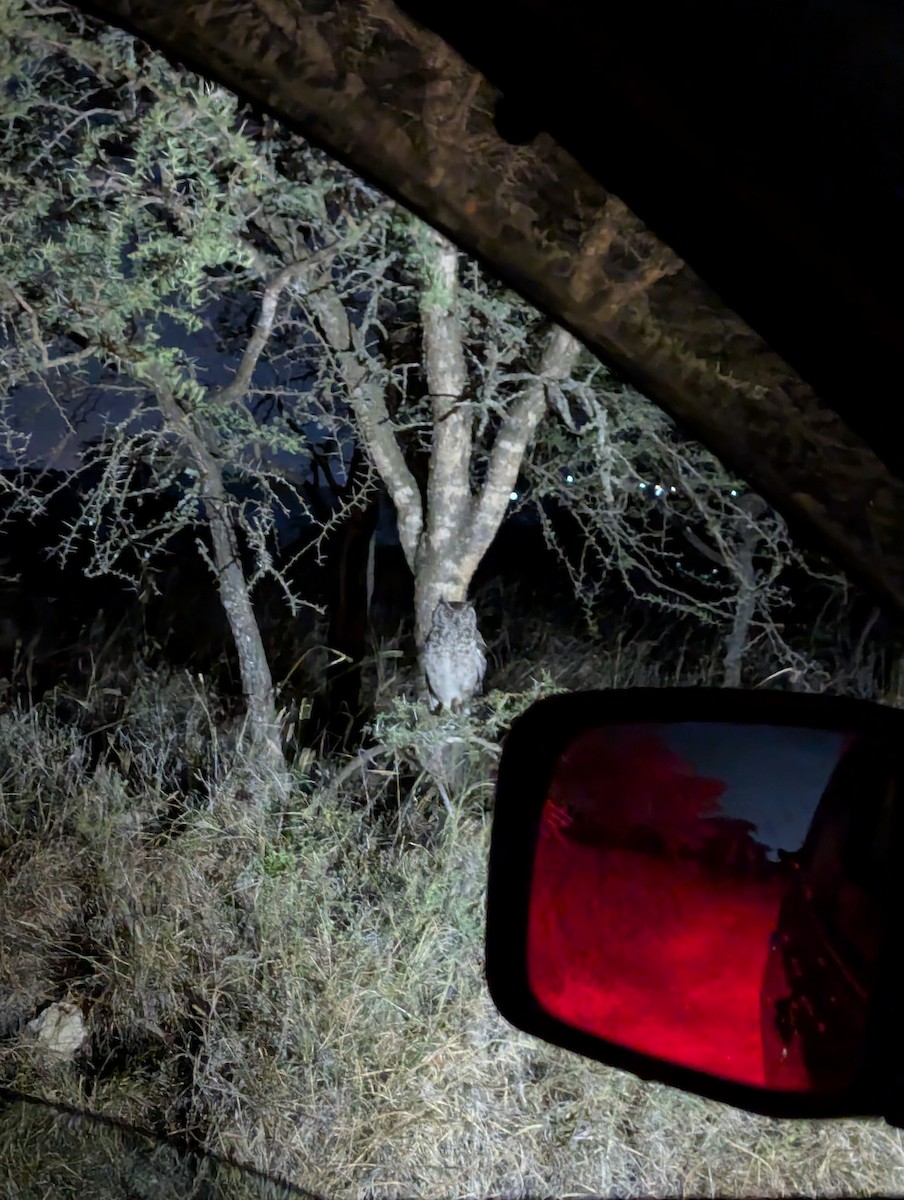 Búho Africano - ML646828093