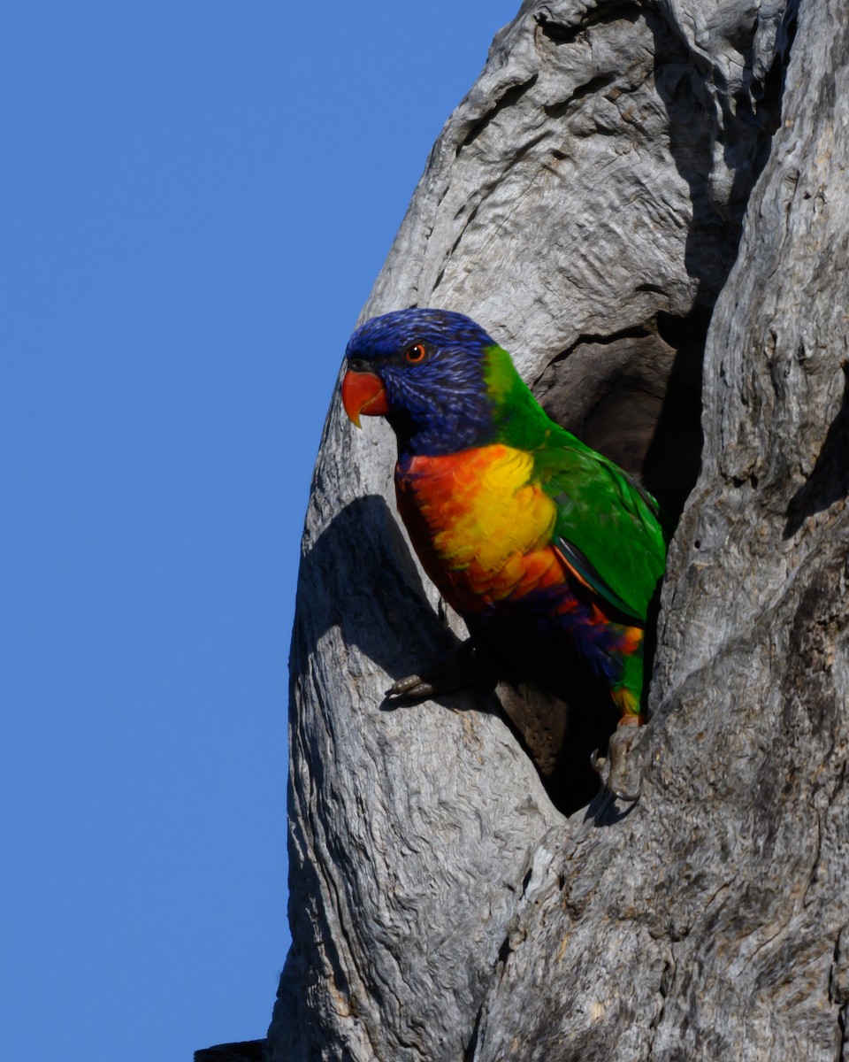 Loriquet arc-en-ciel - ML646828094