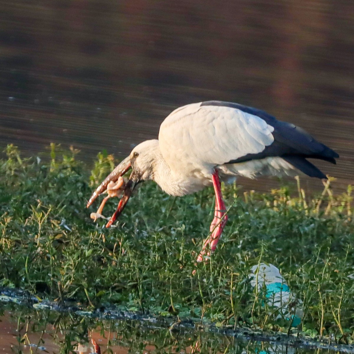 Bec-ouvert indien - ML646828097