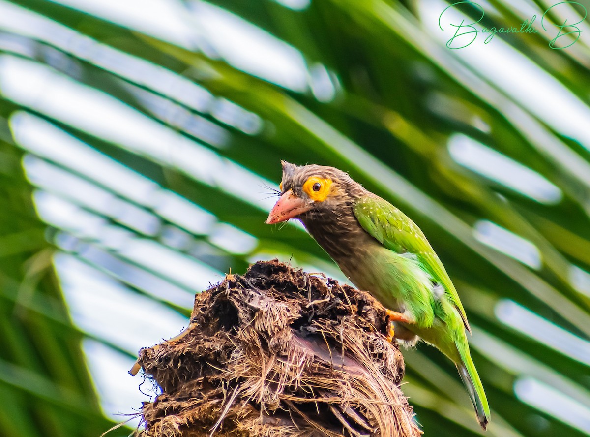 Brown-headed Barbet - ML646828098