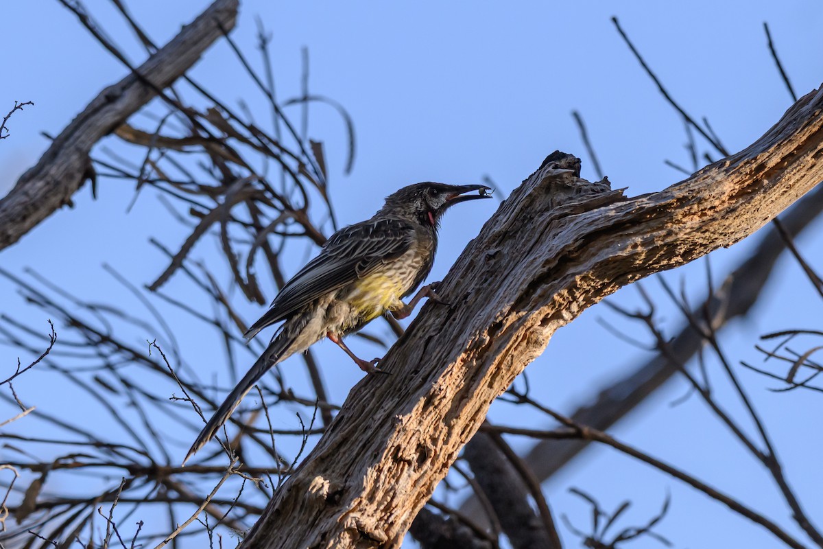 Méliphage barbe-rouge - ML646828099
