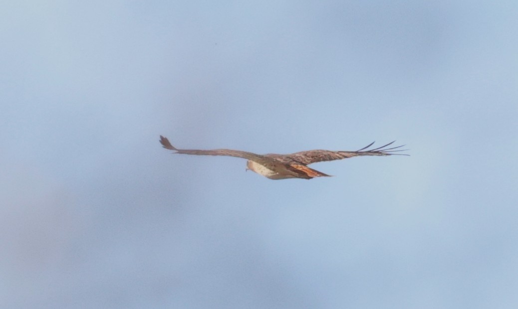 Buse à queue rousse - ML646828100