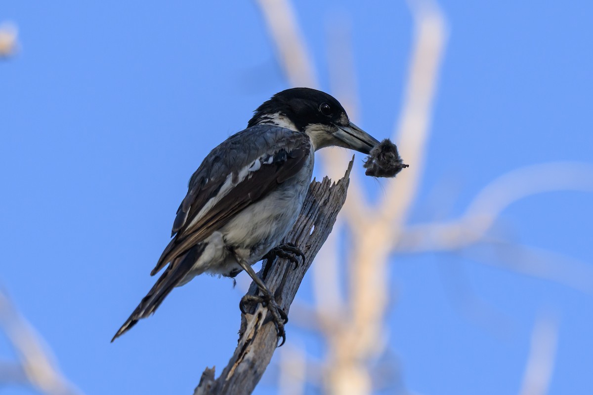 Cassican à collier - ML646828101