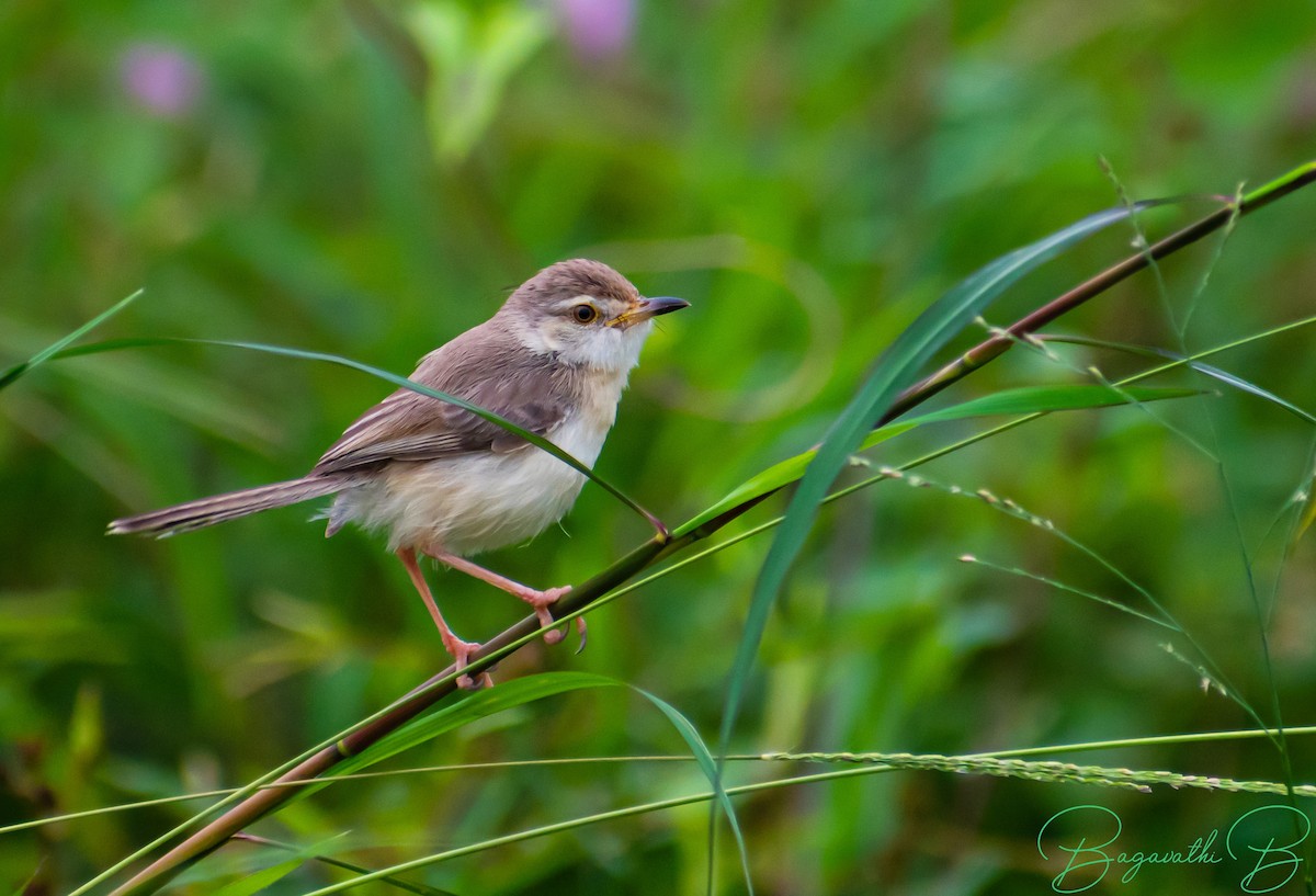 Plain Prinia - ML646828103