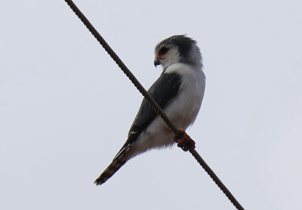 Fauconnet d'Afrique - ML646828104