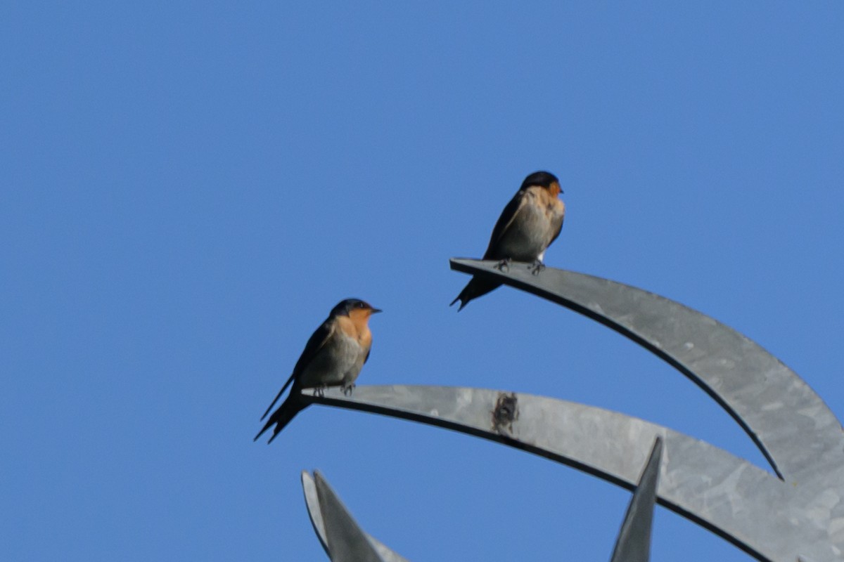 Hirondelle messagère - ML646828105