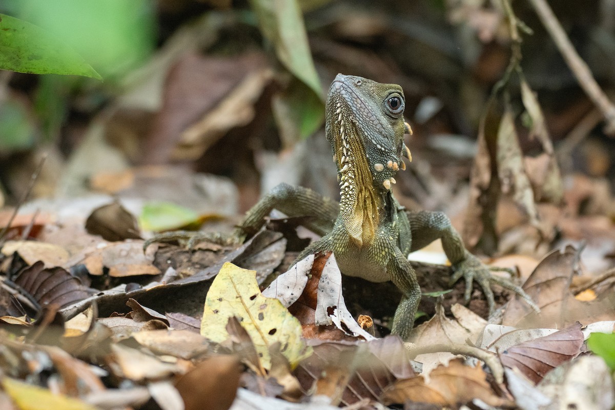 Boyd's Forest Dragon - ML646828106