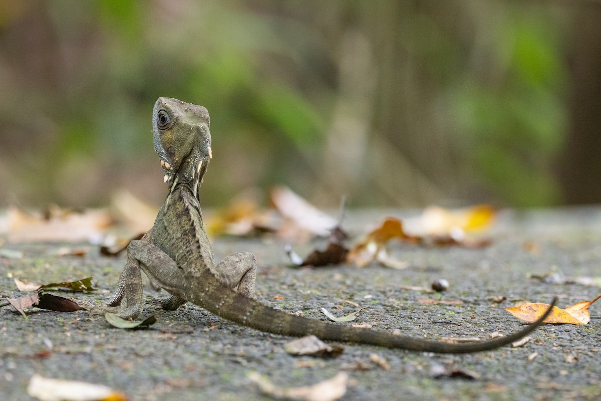 Boyd's Forest Dragon - ML646828107