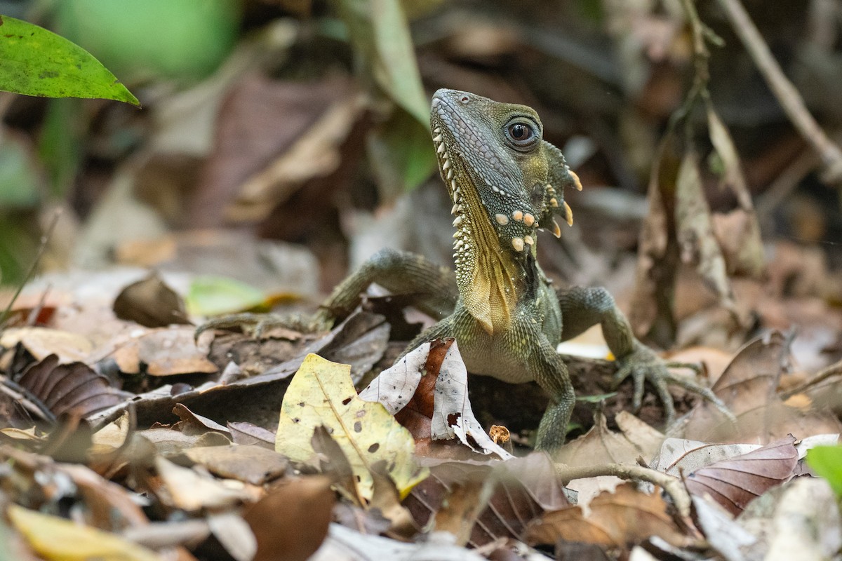 Boyd's Forest Dragon - ML646828108
