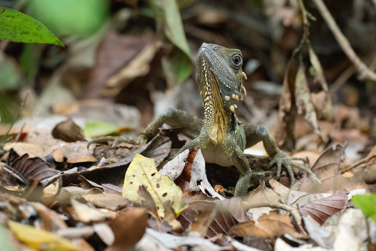 Boyd's Forest Dragon - ML646828109