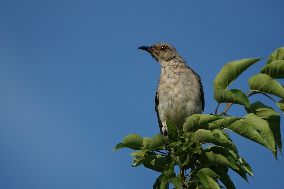 Moqueur polyglotte - ML646828111