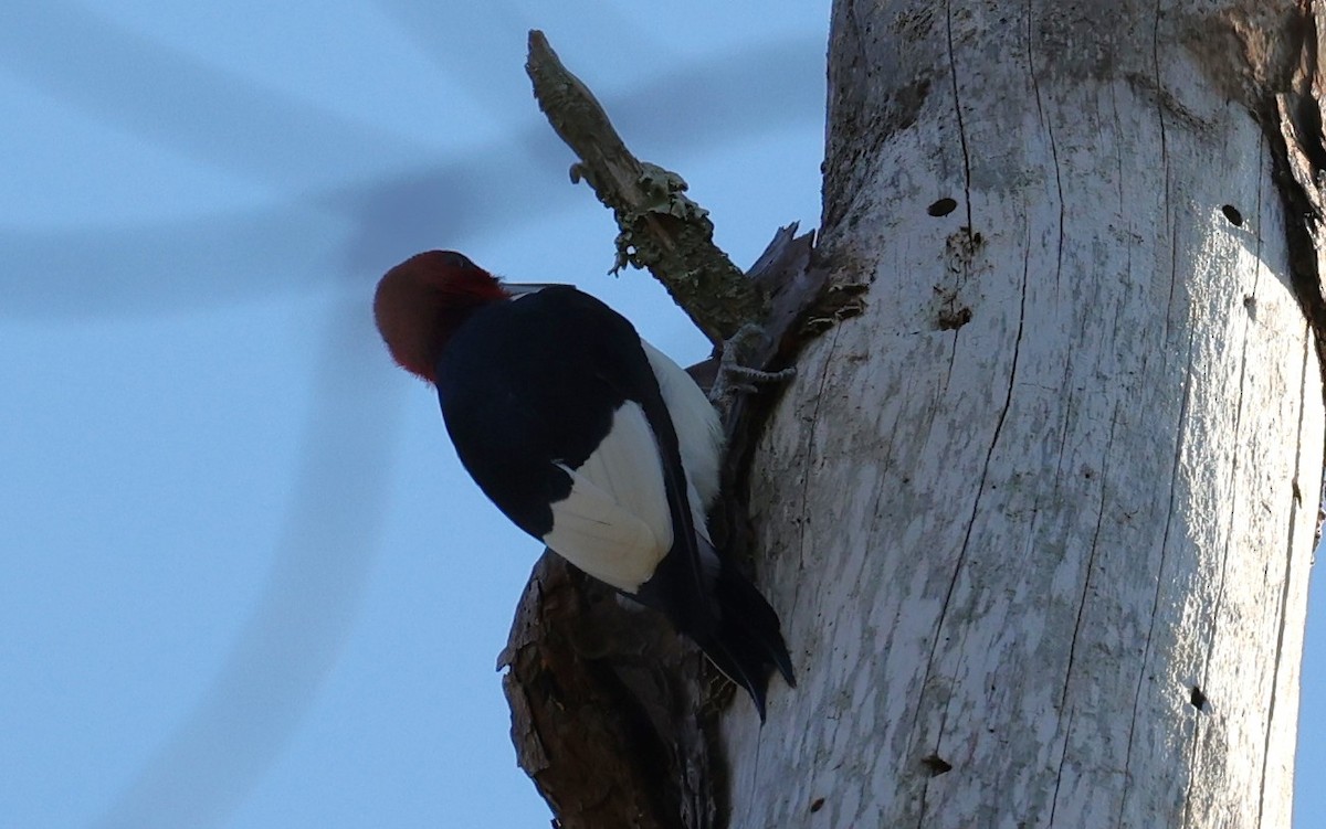 Pic à tête rouge - ML646828112