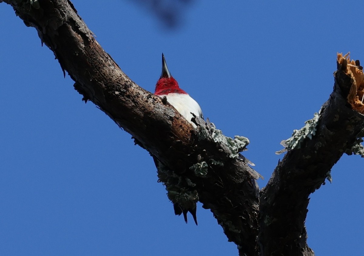Pic à tête rouge - ML646828113