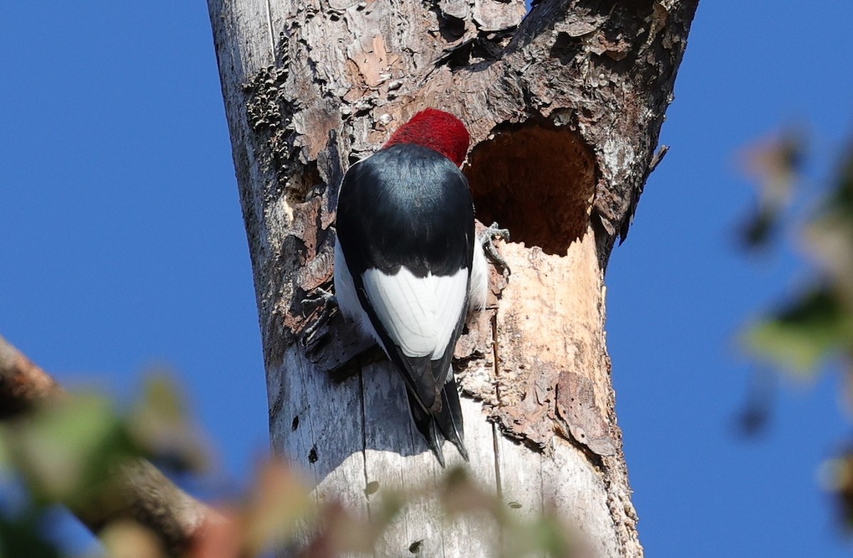 Pic à tête rouge - ML646828114