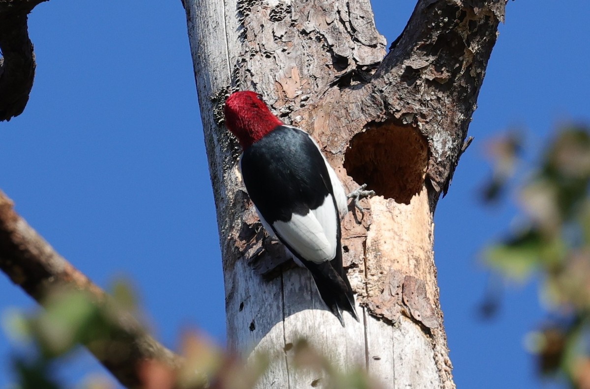 Pic à tête rouge - ML646828115
