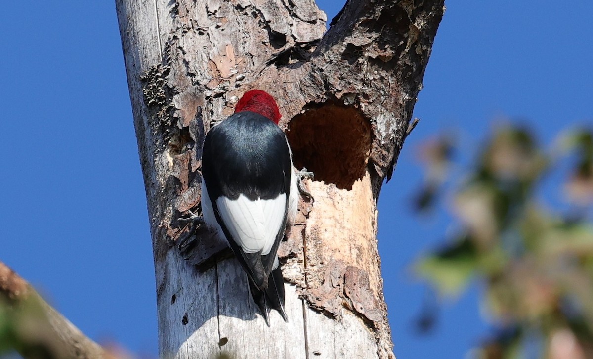Pic à tête rouge - ML646828116