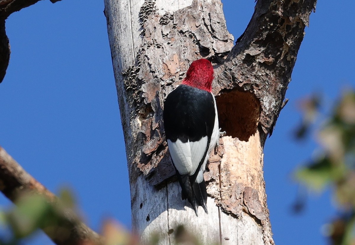 Pic à tête rouge - ML646828117