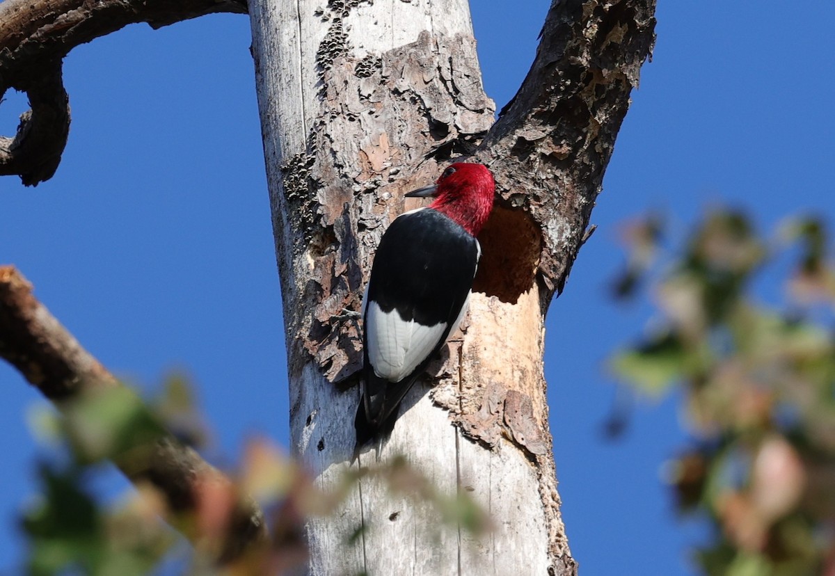 Pic à tête rouge - ML646828118