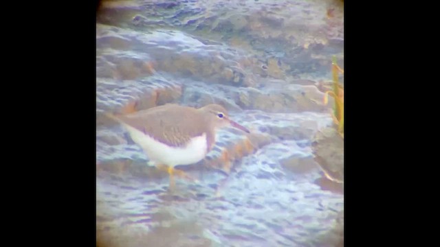 Chevalier grivelé - ML646828119