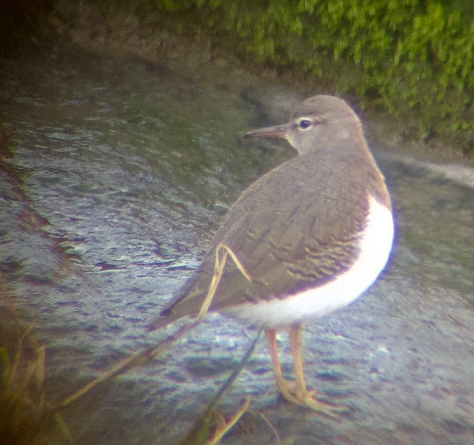 Chevalier grivelé - ML646828120