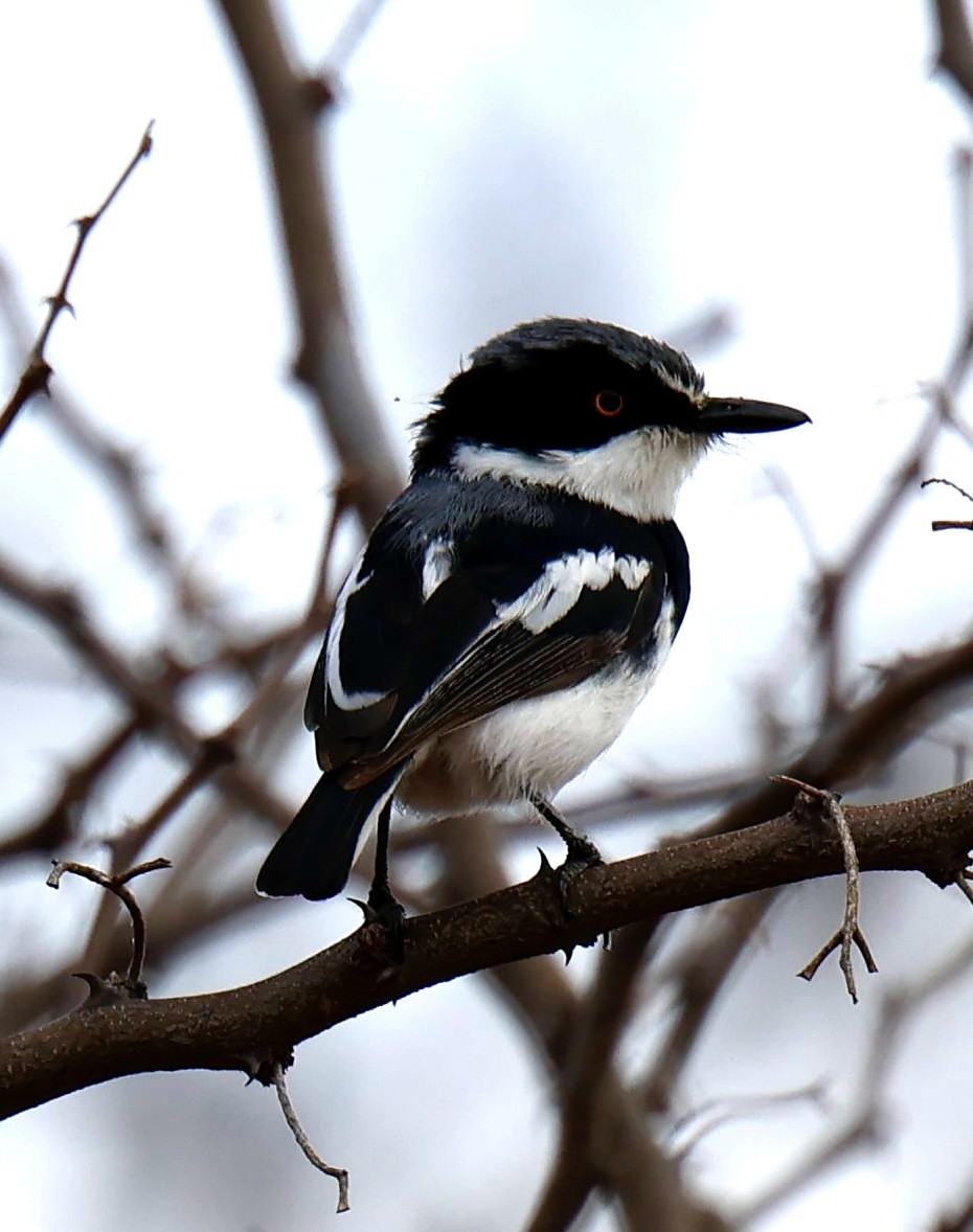 Pygmy Batis - ML646828121