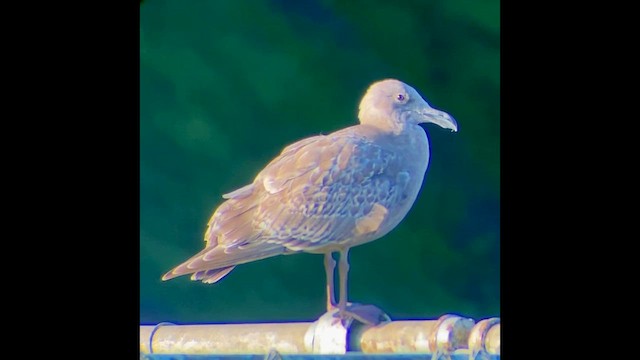 Gaviota de Bering - ML646828123