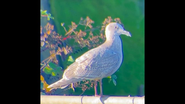 Gaviota de Bering - ML646828124