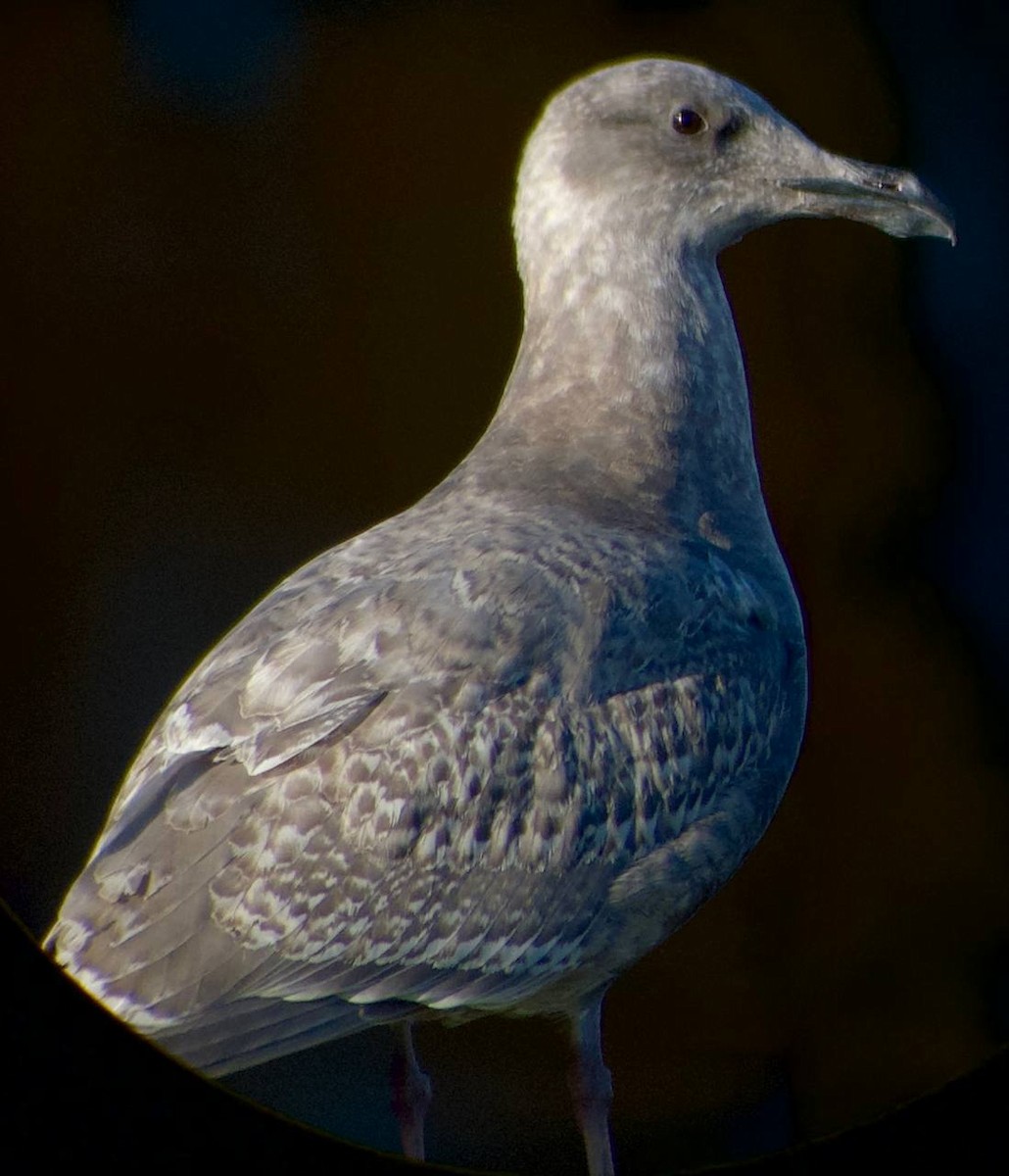 Gaviota de Bering - ML646828125