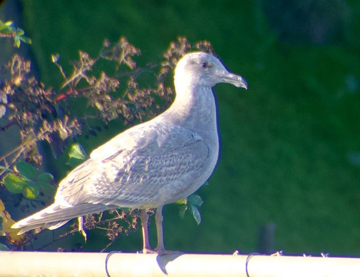 Gaviota de Bering - ML646828126