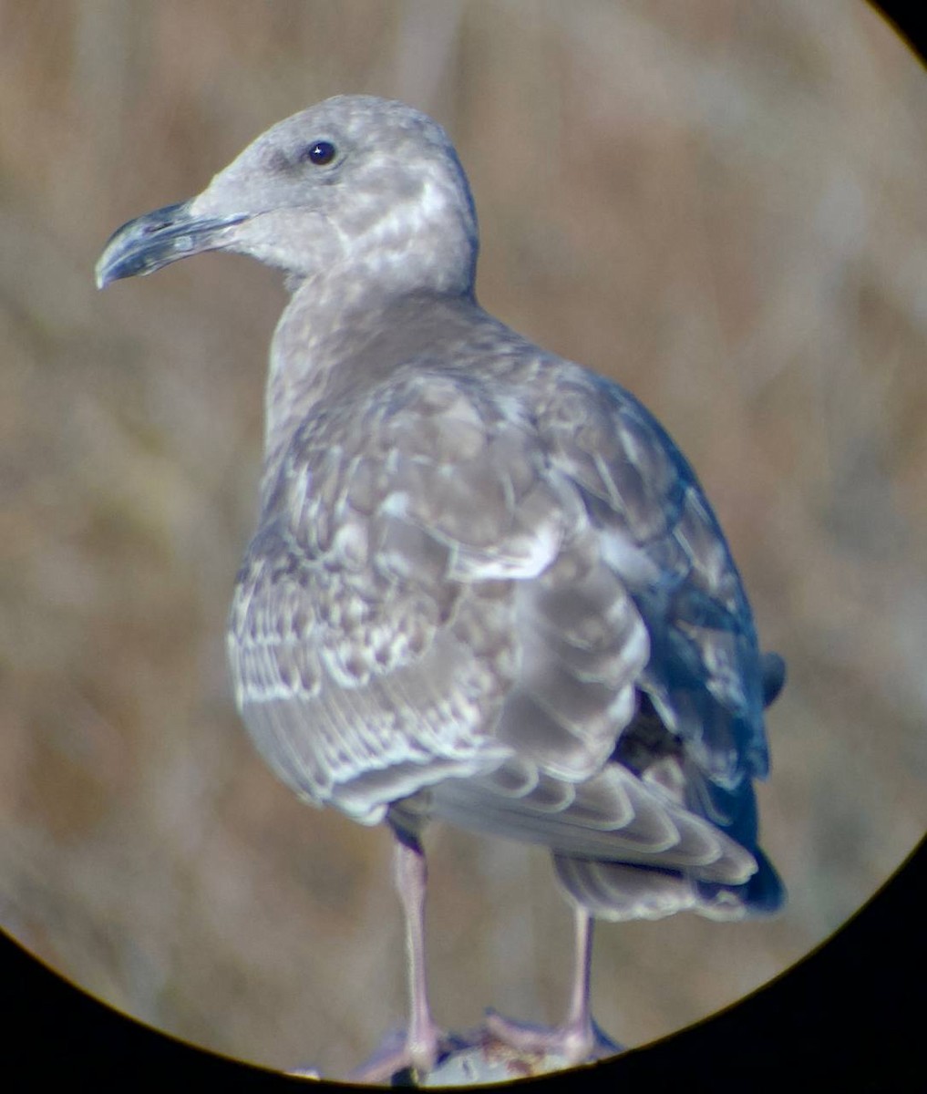 Gaviota de Bering - ML646828127