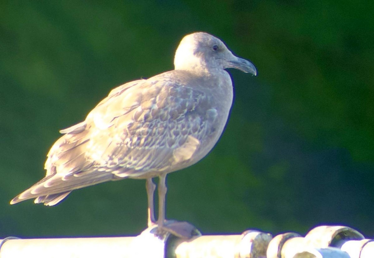 Gaviota de Bering - ML646828128