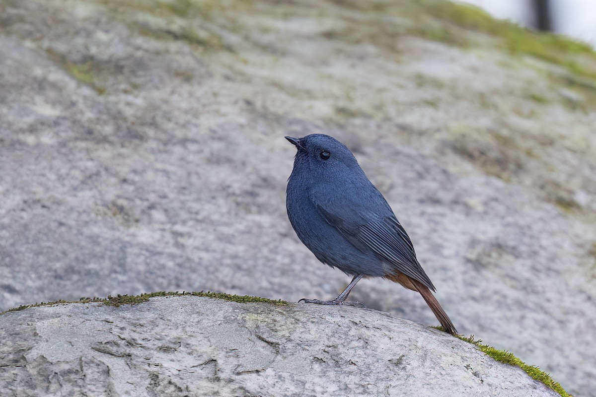 Rougequeue fuligineux - ML646828129