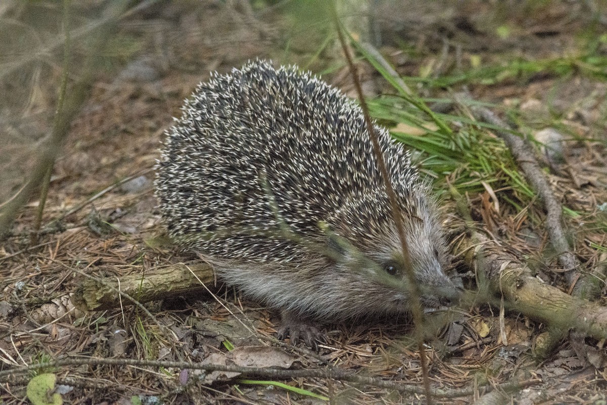 キタハリネズミ - ML646828131