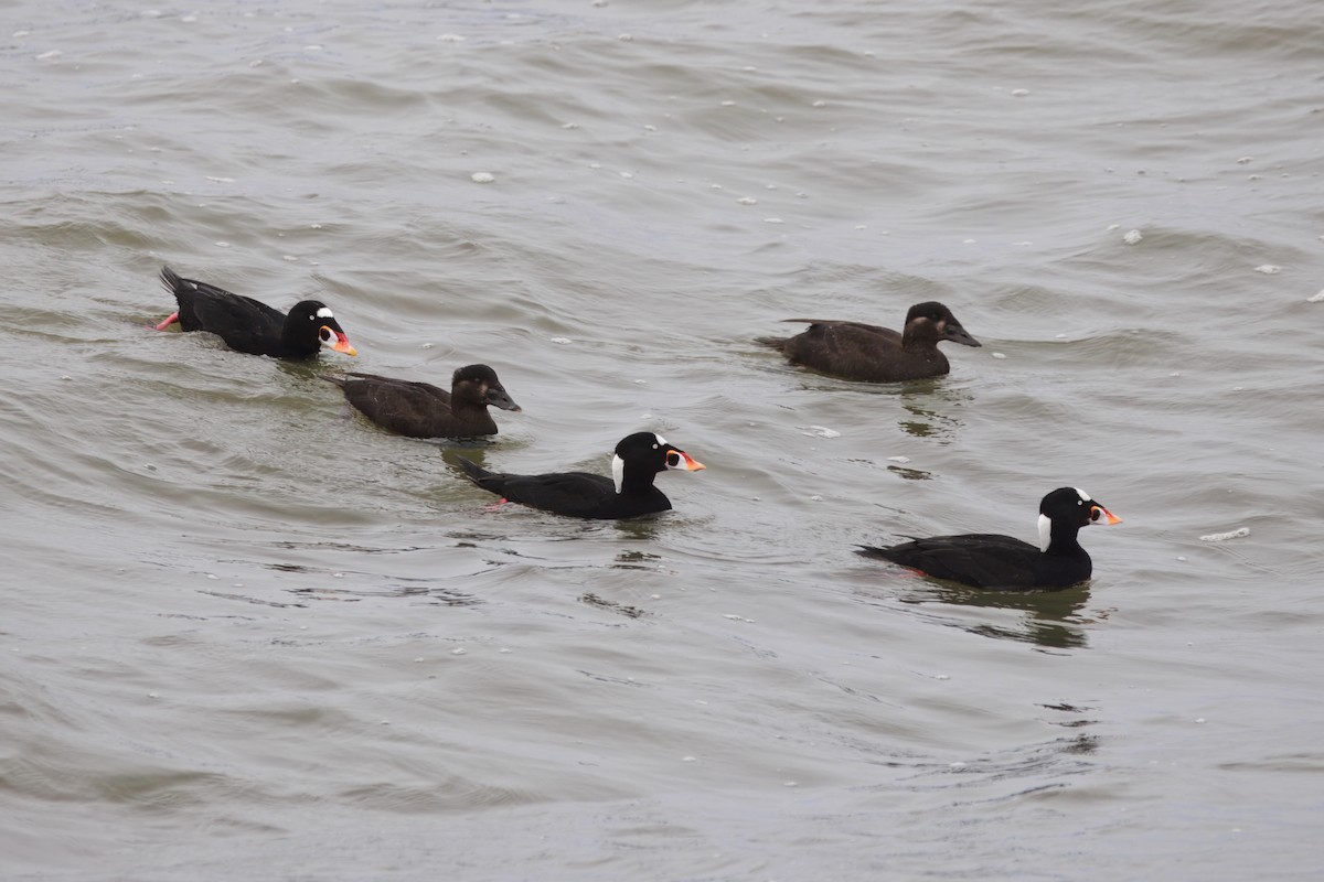 Brillenente - ML646828132