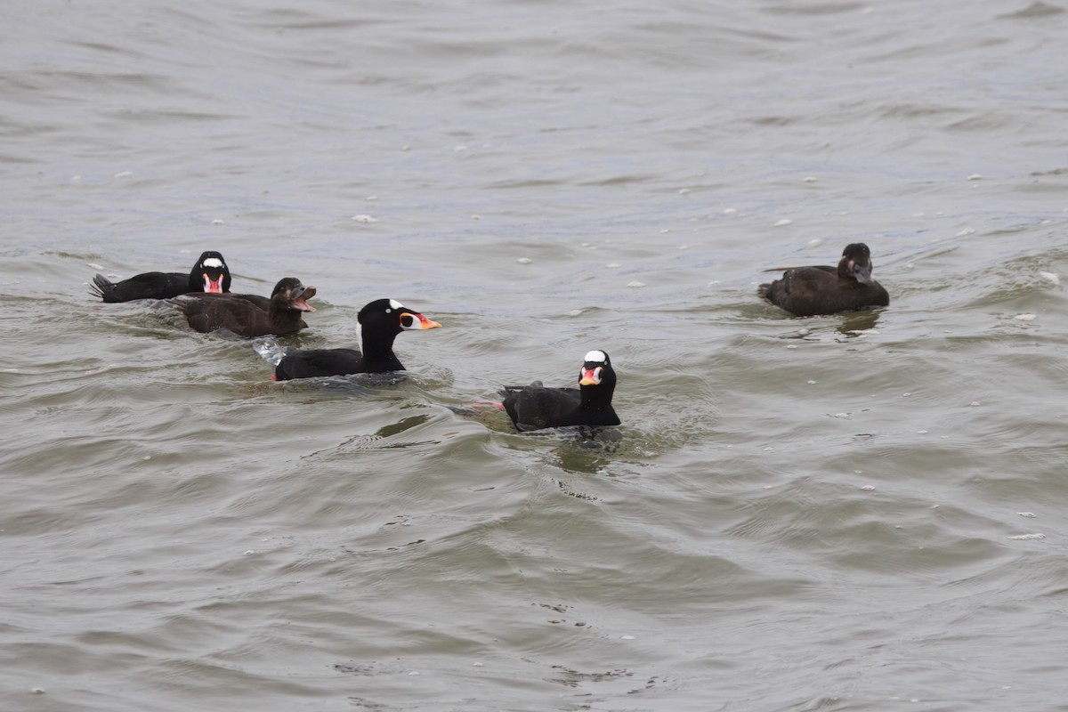 Brillenente - ML646828133