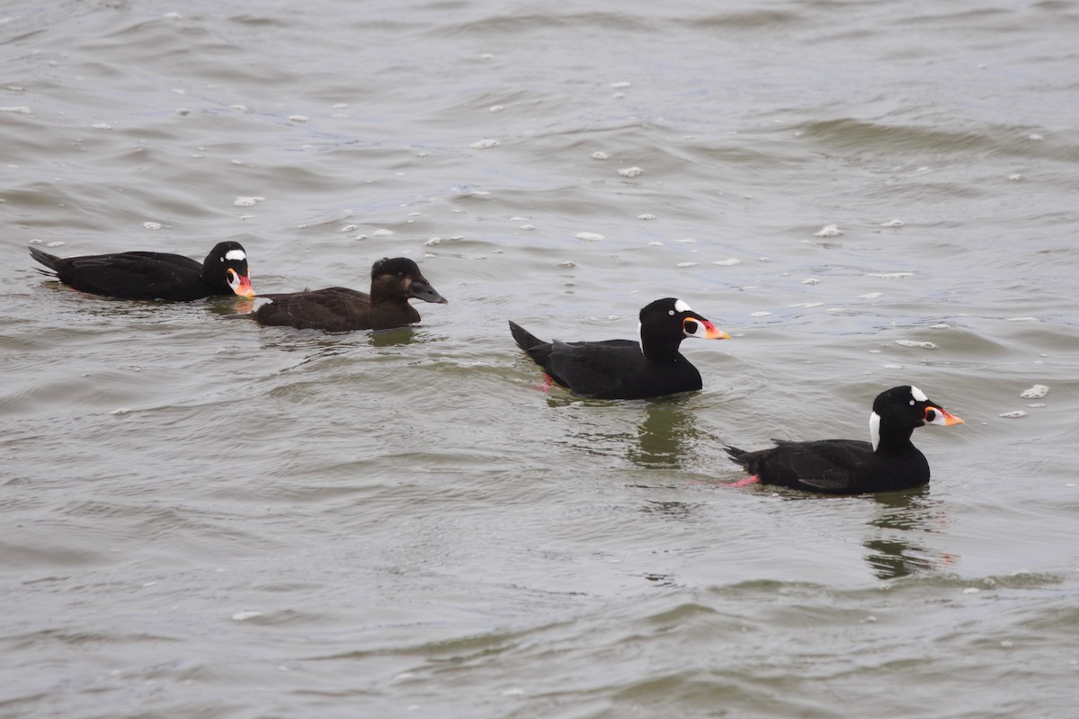 Brillenente - ML646828134