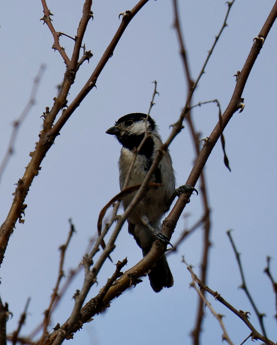 Somali Tit - ML646828135