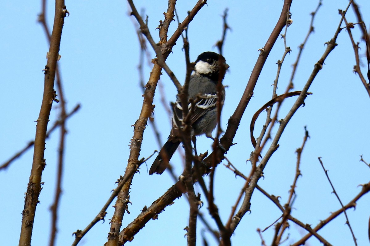 Somali Tit - ML646828136