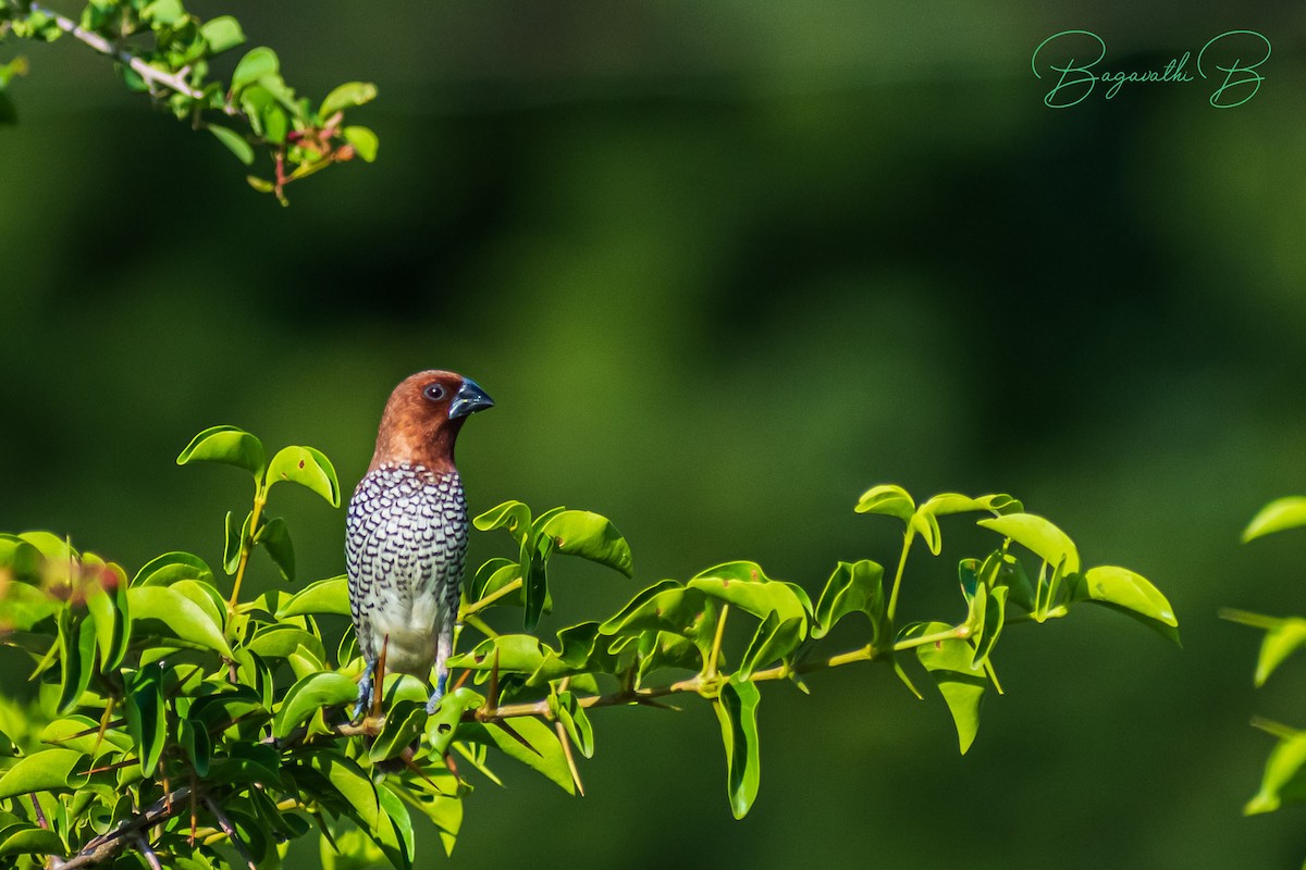 Scaly-breasted Munia - ML646828138