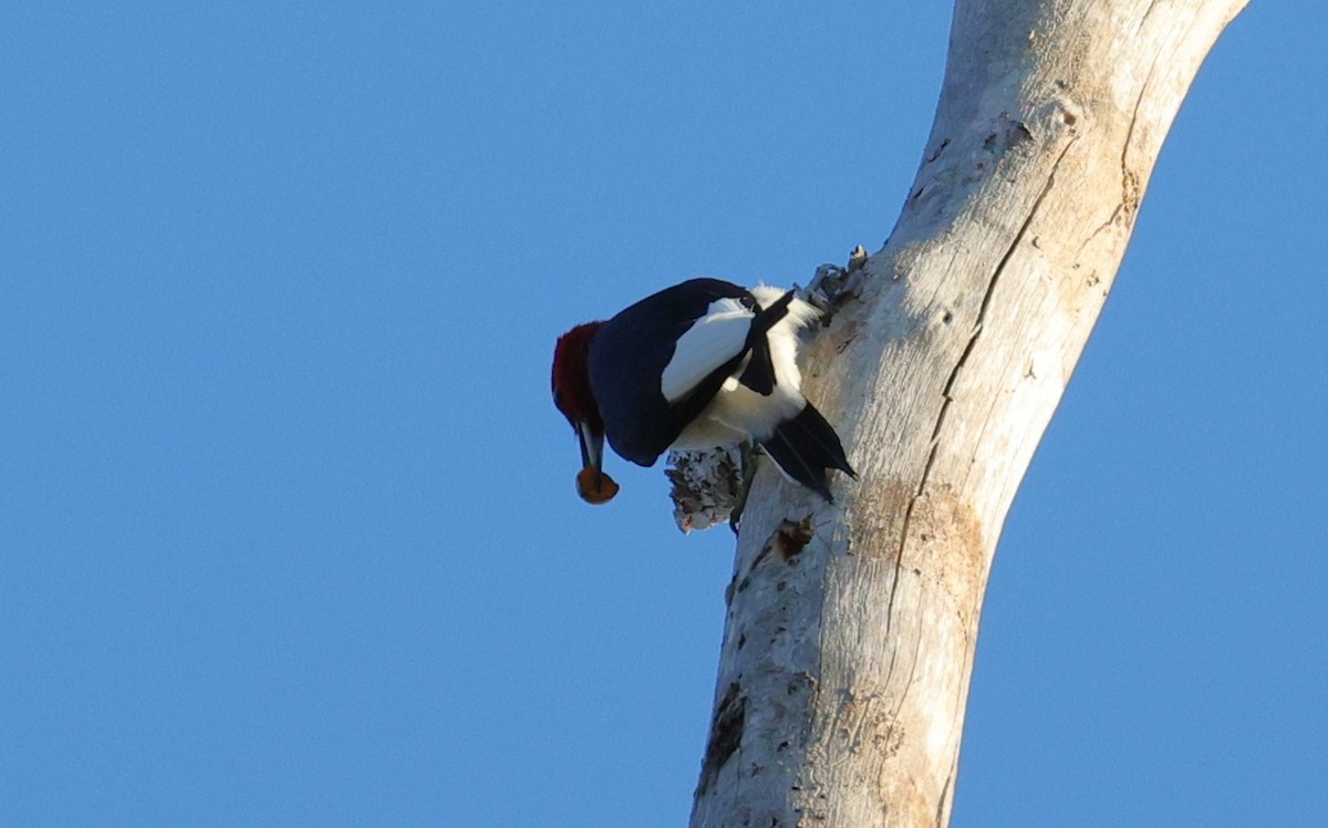 rødhodespett - ML646828139