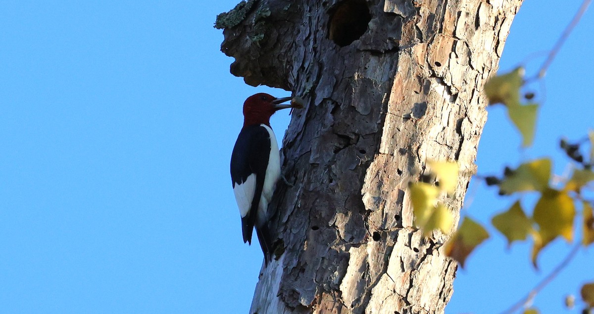 rødhodespett - ML646828144